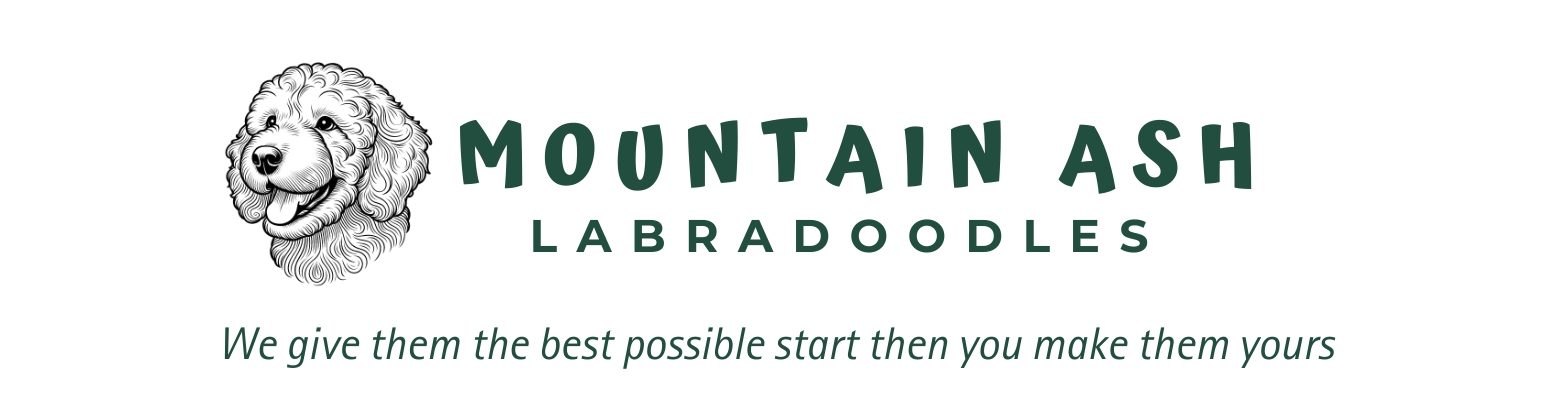 Mountain Ash Labradoodles